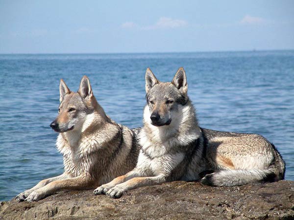 Il lupo e il cane